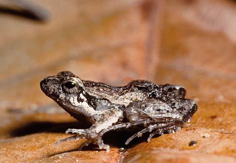 Leptodactylus vastus Rã-pimenta ou rã-de-peito Leptodactylus vastus é a maior rã da região, podendo ultrapassar 150 mm de comprimento (6.8.43).