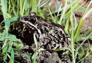 Leptodactylus