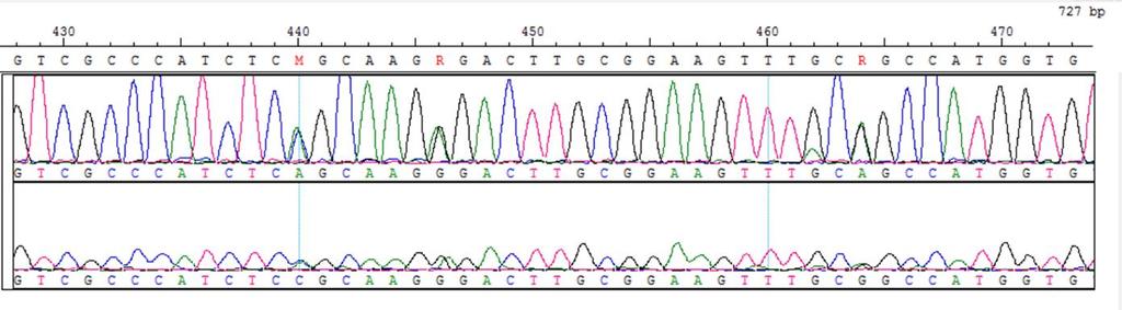 Alignment Search Tool (BLAST, National Center for Biotechnology Information, USA).