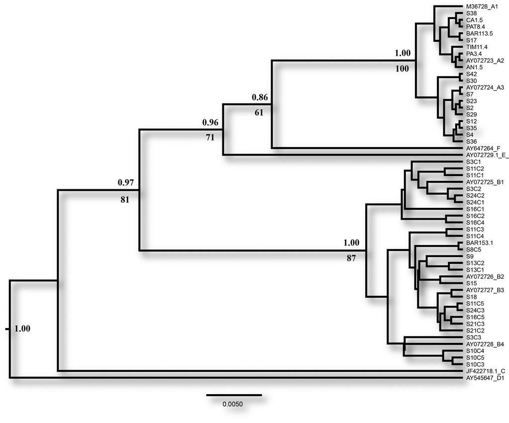 Figura 9 Relações evolutivas de Giardia duodenalis nos municípios de Russas-CE, Nossa Senhora de Nazaré-PI e Santa Isabel do Rio Negro-AM.
