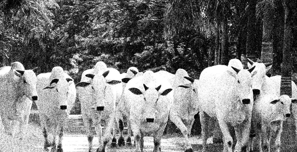 A seleção Nelore da Valônia tem tradição, raça e história para contar.