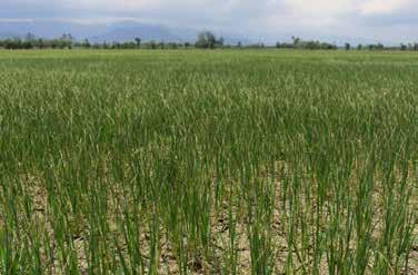 da está em desenvolvimento e 10% em germinação. A perspectiva de rendimento está em torno de 7.500 kg/ha.