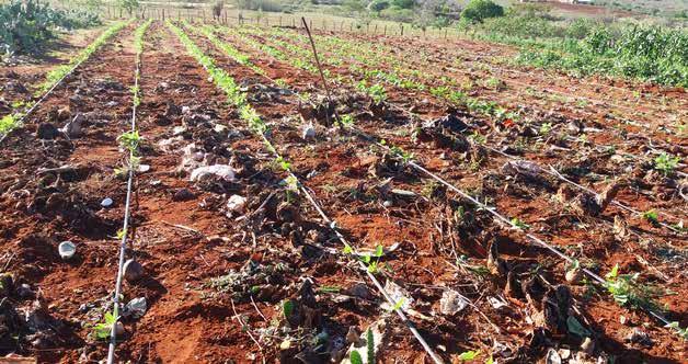 rendimentos. No Extremo Oeste, as áreas que serão cultivadas com feijão cores representam cerca de 29% do total de feijão (cores mais macaçar) cultivado.