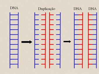 Pentose: no RNA é a ribose e no DNA é a desoxirribose Radical fosfato: o único componentes que não 3- muda (PO 4 ) O anabolismo celular e a síntese de proteínas ocorre em todas as células existentes