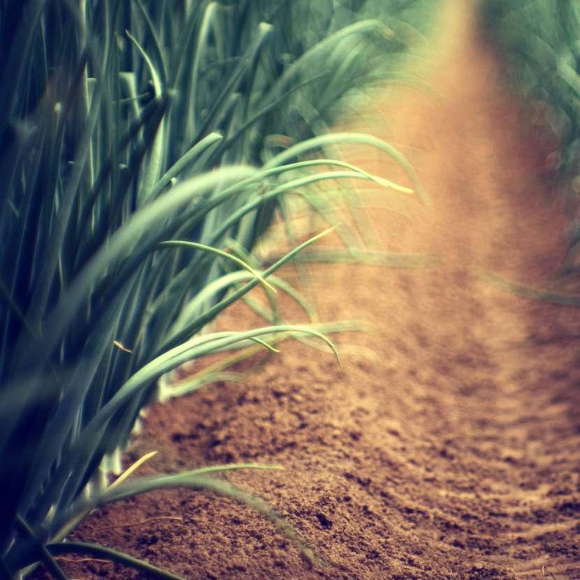 Visão A Aquagri nasceu da vontade incondicional de criar as melhores soluções para tornar a agricultura de regadio mais eficiente. É essa a mo vação que permanece na base de tudo o que fazemos.