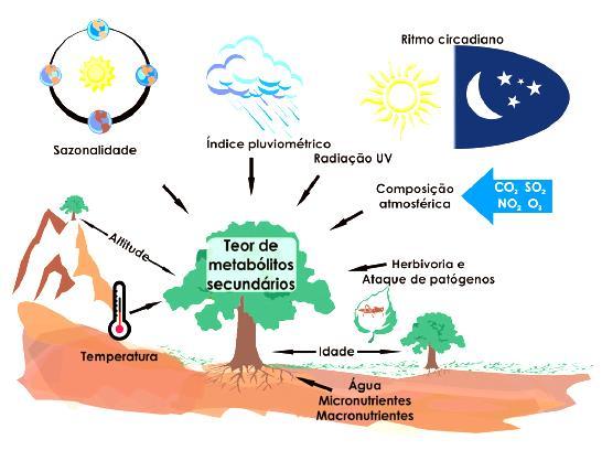 14 disponibilidade hídrica, radiação ultravioleta, nutrientes, altitude, poluição atmosférica e indução por estímulos mecânicos e ataques de patógenos.