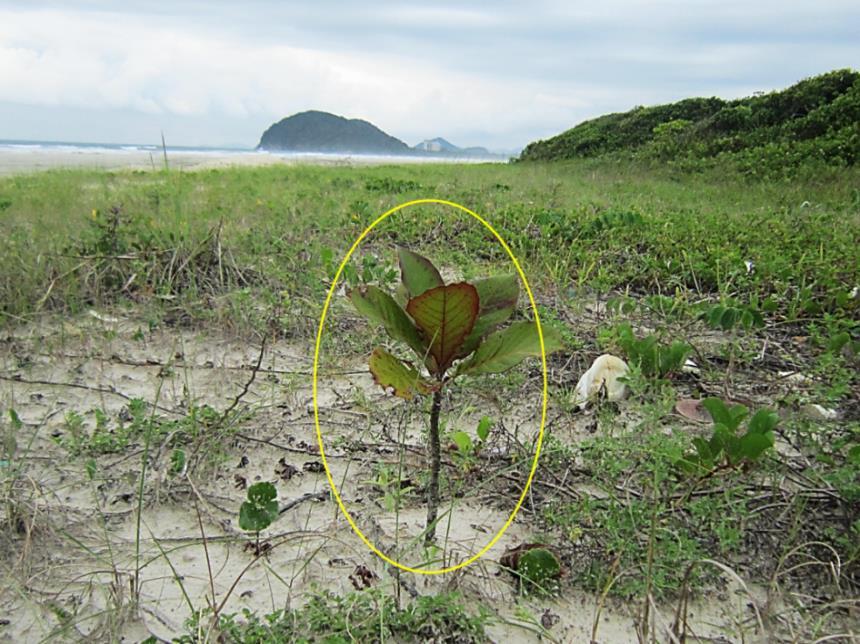 16 SANCHES, 2009; MOURA et al., 2011), foi observada a ocorrência de T. cattapa em meio à vegetação das praias e dunas (Figuras 2 e 3).