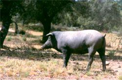 Raça Alentejana Península Porcos Celtas Ibérica Porcos