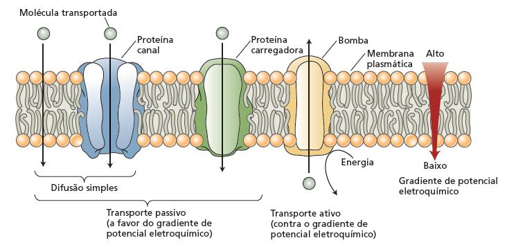 2. Sistemas de transporte através da membrana plasmática A membrana plasmática e a do tonoplasto controlam o transporte de