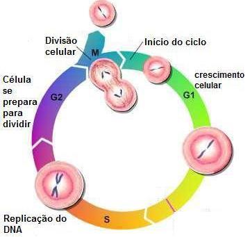 Ciclo de