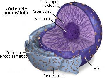 Núcleo