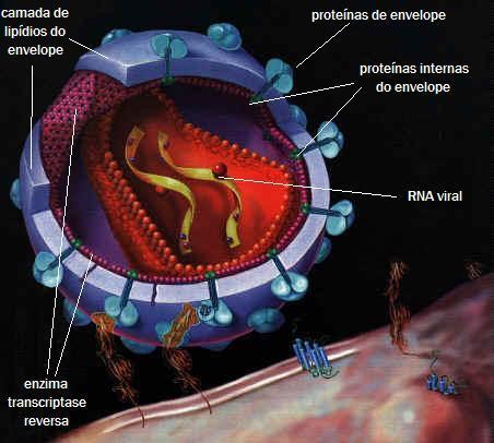 Os vírus são seres muito simples e pequenos (medem menos de 0,2 µm), formados basicamente por uma cápsula proteica envolvendo o material genético,