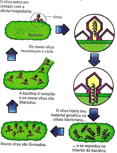 Características dos Vírus Não são formados por células; Não apresentam metabolismo próprio; Somente se reproduzem no interior de células (Parasitas intracelulares obrigatórios) Sofrem mutações.