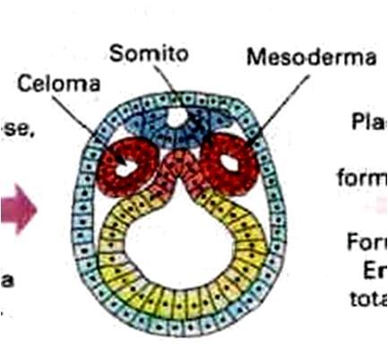 Mesoderma somitos