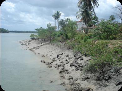 ssoreamento causado pelas areias praiais, causando o ressecamento e o tombamento de árvores do mangue, apresentando o padrão paliteiro.