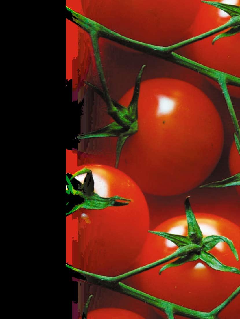 GESTÃO DE CUSTOS Princípios para a gestão econômica sustentável da propriedade de tomate de mesa Por Larissa Gui Pagliuca e João Paulo Bernardes Deleo Uma propriedade de tomate de mesa só será