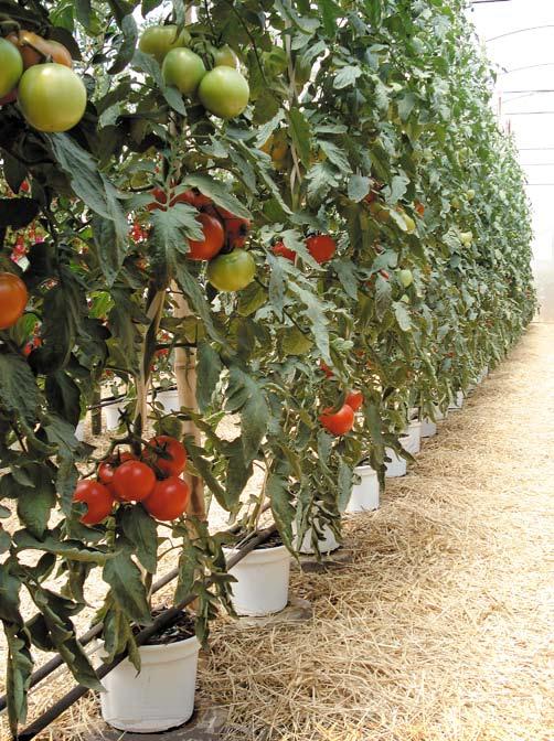 A partir de junho daquele ano, foram registrados problemas como mancha no tomate, aumentando o percentual de descarte (chegou a 50% no período).