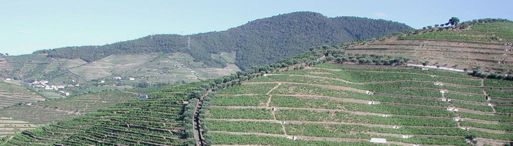 Viticultura na Região Demarcada do Douro Douro, Portugal - Pequenos pomares de