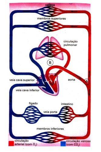 O sangue oxigenado é bombeado pelo ventrículo esquerdo do coração para o interior da aorta.