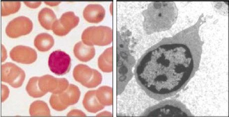 Células Células do Sistema Imune Linfócitos NK Células Dendríticas Macrófagos e Monócitos Neutrófilos Eosinófilos Mastócitos Basófilos 1 2 Linfócitos São as únicas células com receptores específicos