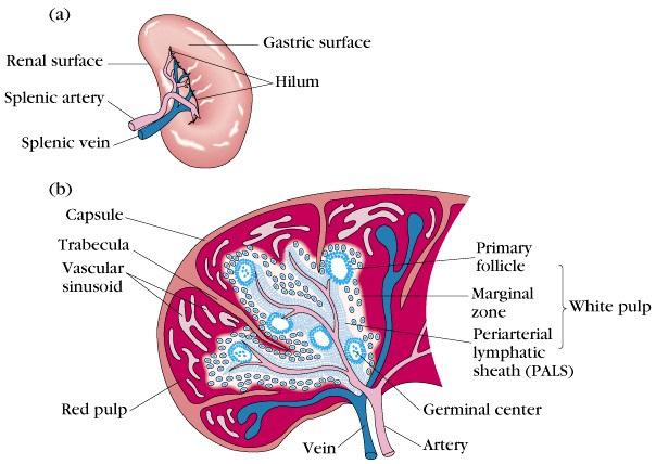 Contém células dendríticas Recirculação de linfócitos Linfócitos circulam nos tecidos Linfócito virgem Órgãos linfóides Linfócito efetor Locais de infecção é melhor descrito melhor para T.