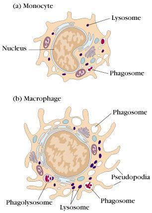 22 Leucócitos Polimorfonucleares ou granulócitos Possuem