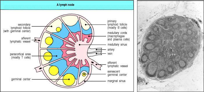 Linfonodos Região cortical Folículos primário e secundário Região