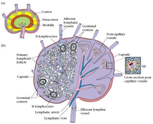 antígenos de micróbios que entraram pelos epitélios nos tecidos.