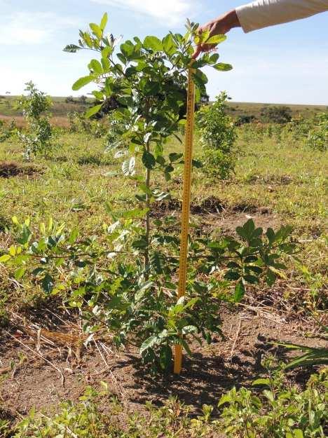 Os indivíduos apresentaram crescimento expressivo neste período de acompanhamento, iniciando a frutificação com pouco mais de 12 meses após o