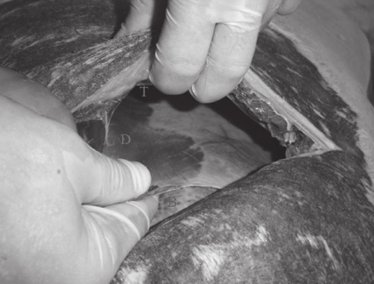 431 Resultados e Discussão Após a incisão de pele, a primeira estrutura identificada foi o músculo cutâneo do tronco e a fáscia superficial intimamente aderidos à derme, ou seja, o panículo carnoso.