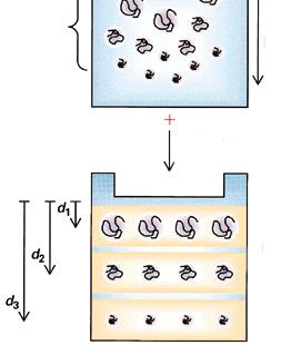 Proteínas em fase de separação Gel de poliacrilamida Coloração