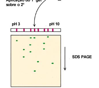 Western Blotting Procedimento : a sequência iii) pi +