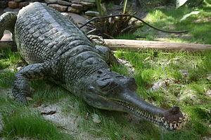 Gavial Jacarés: vivem na água doce. Tem focinho mais largo.