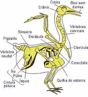 As cinturas escapular e pélvicas são fundidas à coluna vertebral.