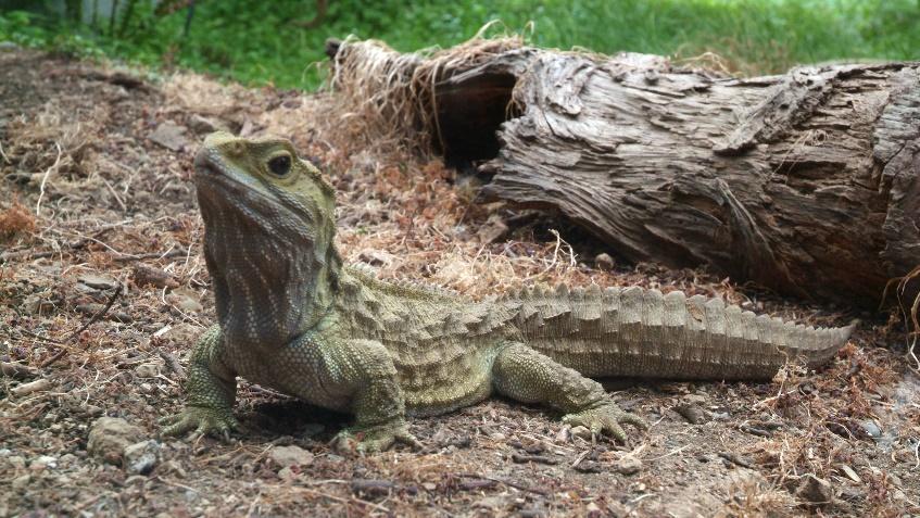 Lapidosauria Tuatara Anfisbena São classificados em