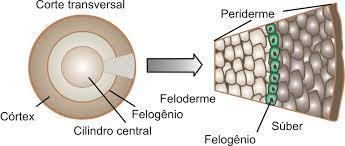 MERISTEMAS SECUNDÁRIOS Felogênio: origina o