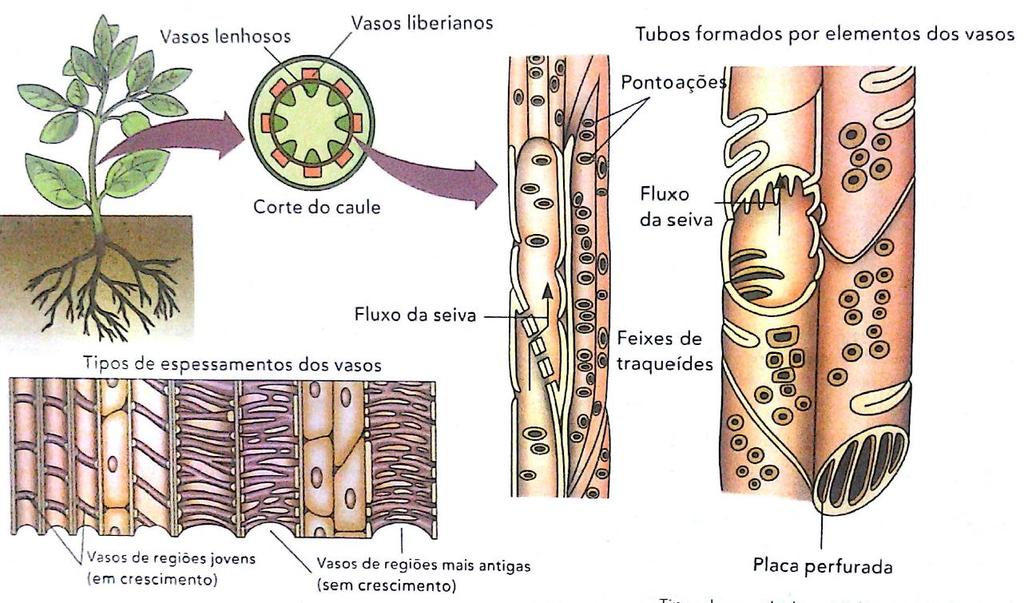 Xilema