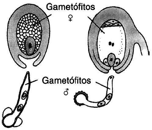 c) Apresente um caráter que seja compartilhado entre as briófitas e as pteridófitas em relação à reprodução.
