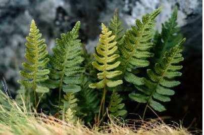 Plantas sem sementes Ao contrário das Briófitas, apresentam sistema de condução de seiva