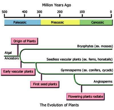 A conquista do meio terrestre Posteriormente surgem as plantas