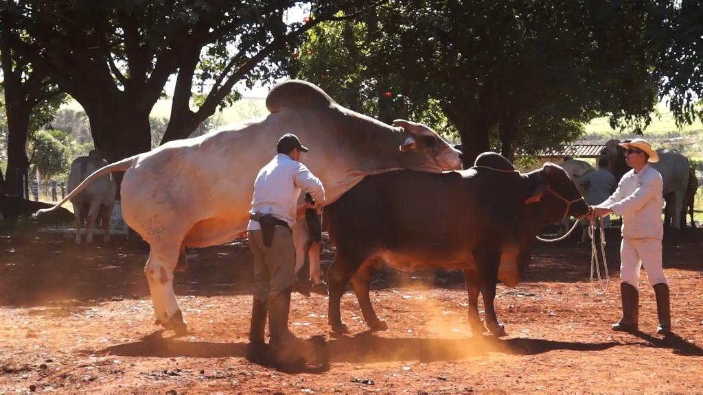Uberaba fará a primeira exportação de sêmen de um animal clonado Serão 20 mil doses de sêmen de dois touros da raça Gir Leiteiro enviados para a Índia.