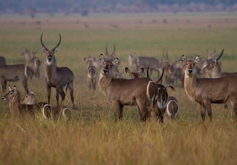 Fotografia de Capa Elefantes do Parque Nacional da Gorongosa Parque Nacional da Gorongosa / Giorgio del Noce A Administração Nacional das Áreas de Conservação, ANAC, é o órgão técnico responsável