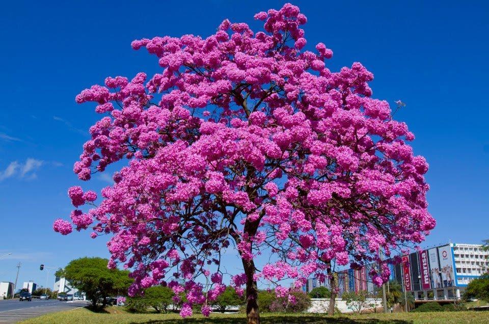 IPÊ ROXO