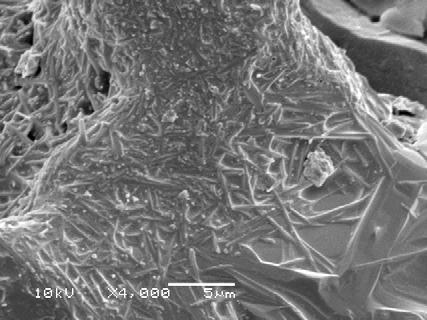 Figura 36 - Micrografias da