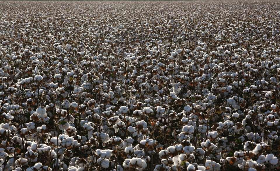 Plantio Em cada localidade, o algodão convencional foi cultivado com espaçamento de 76 cm a 1 metro e foi colhido com colheitadeira de fusos.