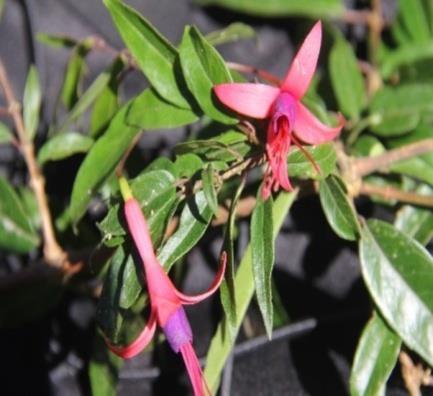 Onagraceae: Fuchsia regia