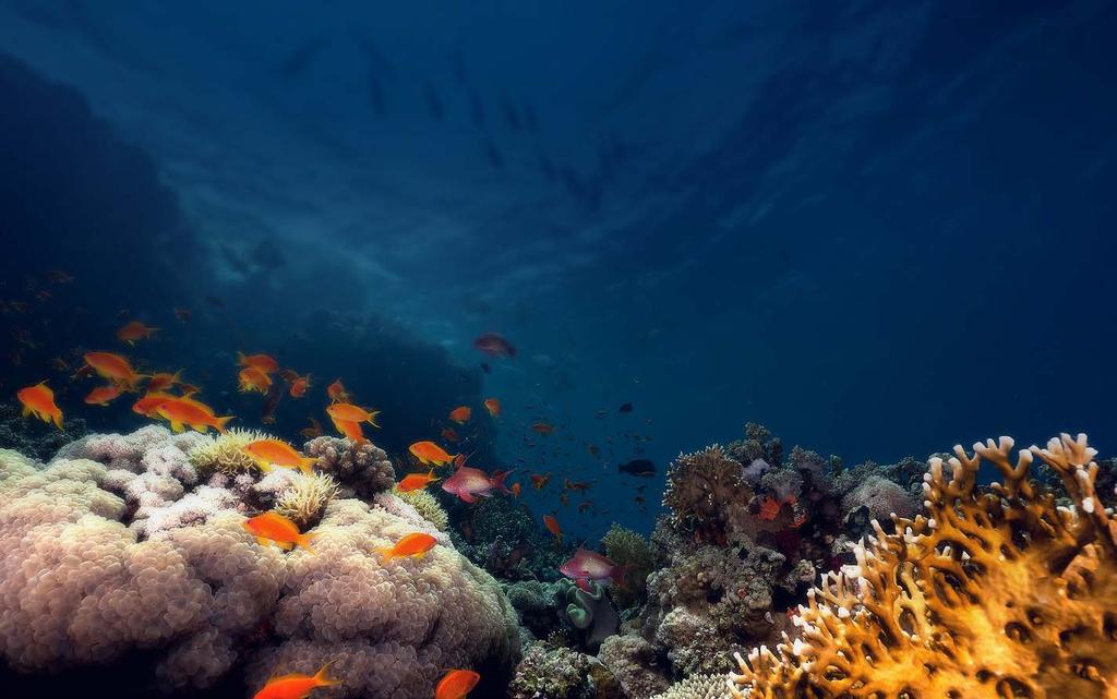 Os esforços de proteção do coral cérebro nos mares brasileiros, ameaçados por espécies invasoras em vários pontos da nossa costa.