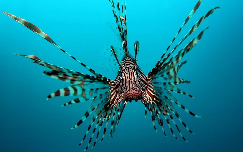 P E I X E - L E Ã O No Bonaire os estudos sobre o peixe-leão (Pterois volitans) espécie invasora que tem sido