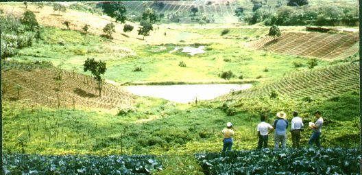 Os sistemas de produção de hortaliças envolvem, de modo geral, aplicação intensa de agrotóxicos.