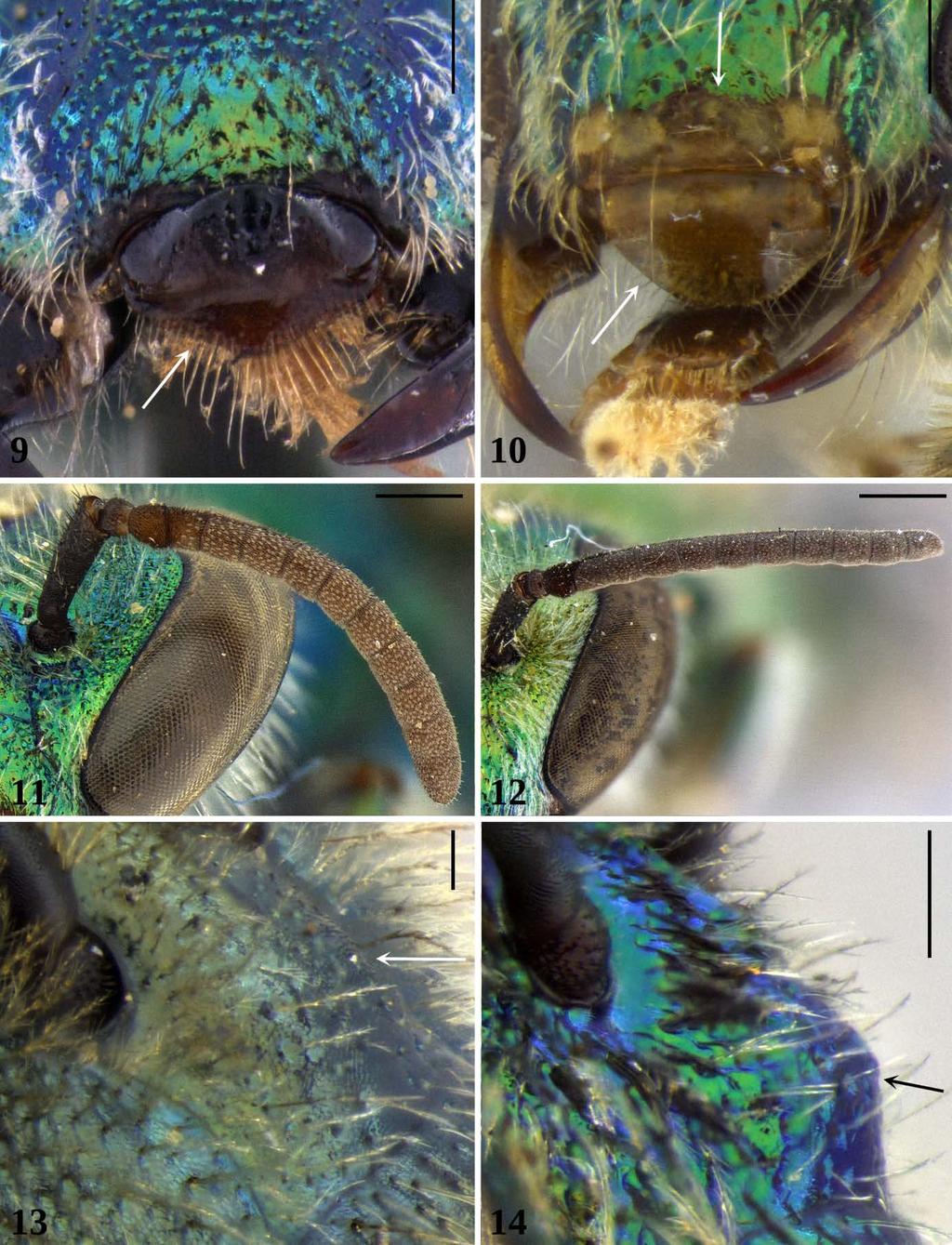 Figuras 9-14. Figuras 9-10: Vista frontal do labro. (9) A. (Paraugochloropsis) smithiana (Cockerell, 1900). (10) A. (Augochloropsis) callichroa (Cockerell, 1900).